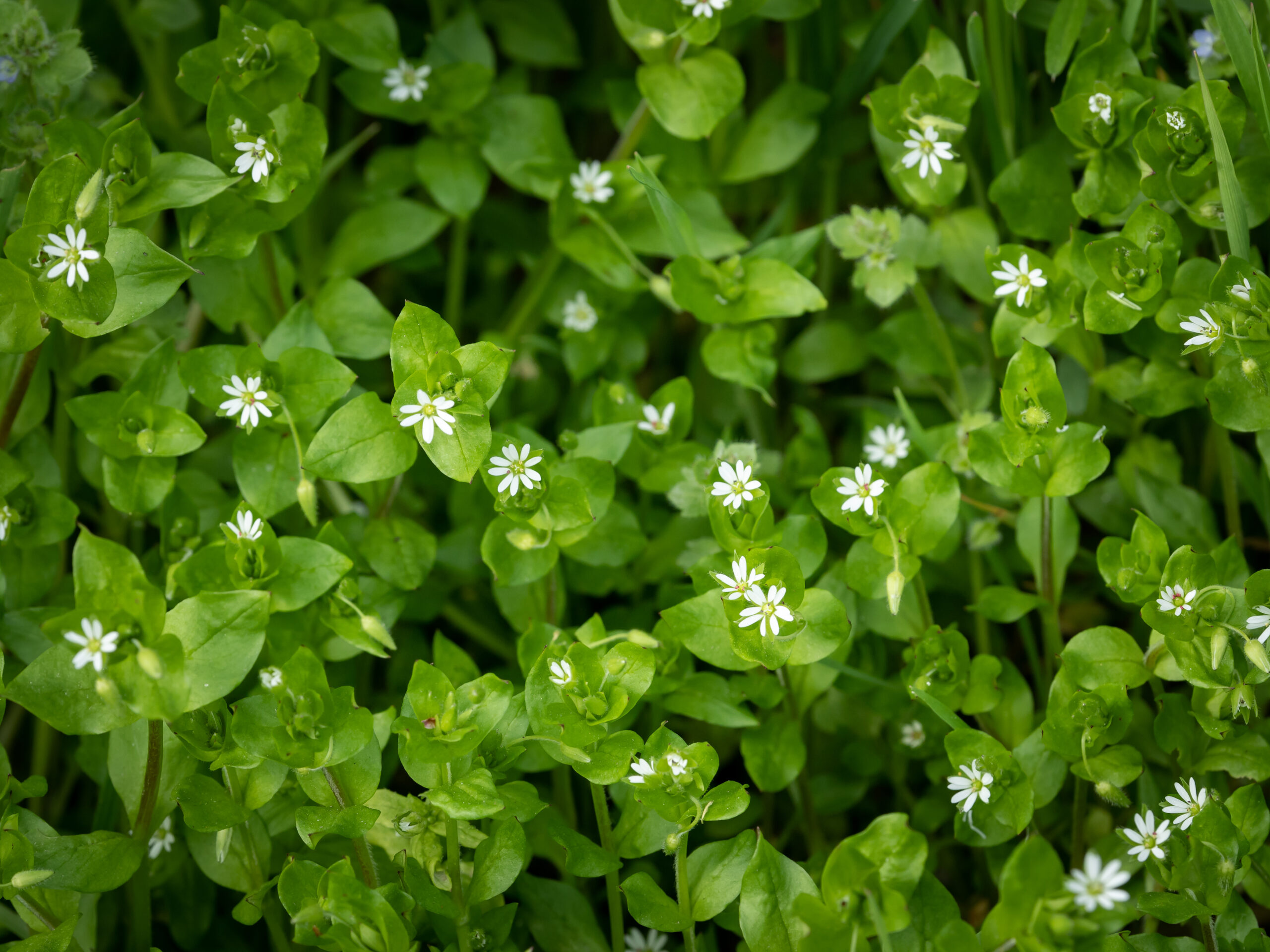 chickweed