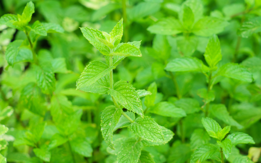 Herbs to Reduce Cortisol