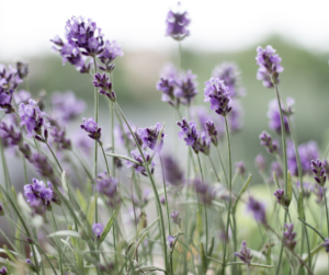 lavender fun facts about