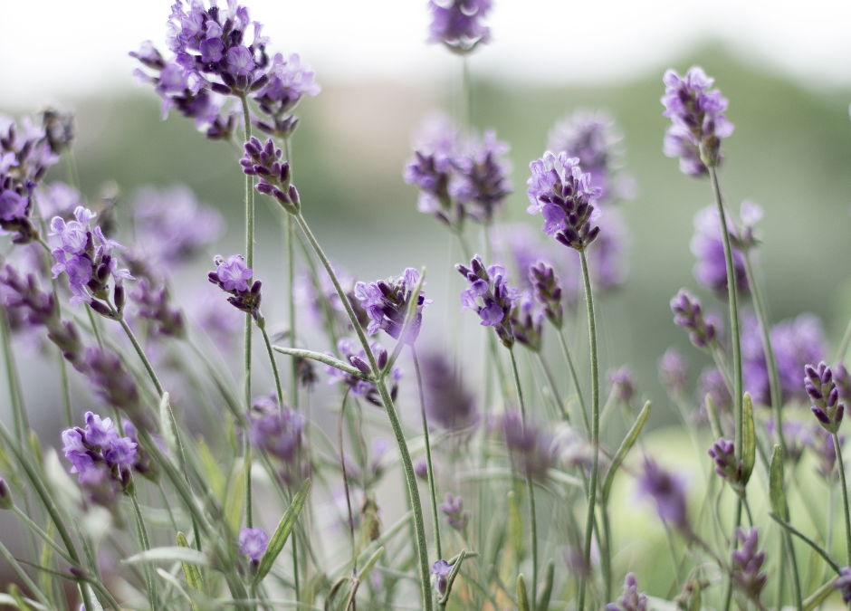 Lavender, Fun Facts