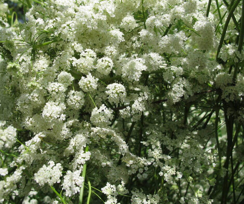 Anise, The Sweet-Smelling Herb - Heart of Herbs Herbal School