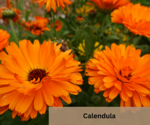 Calendula