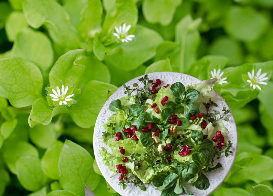 Backyard Apothecary: Chickweed