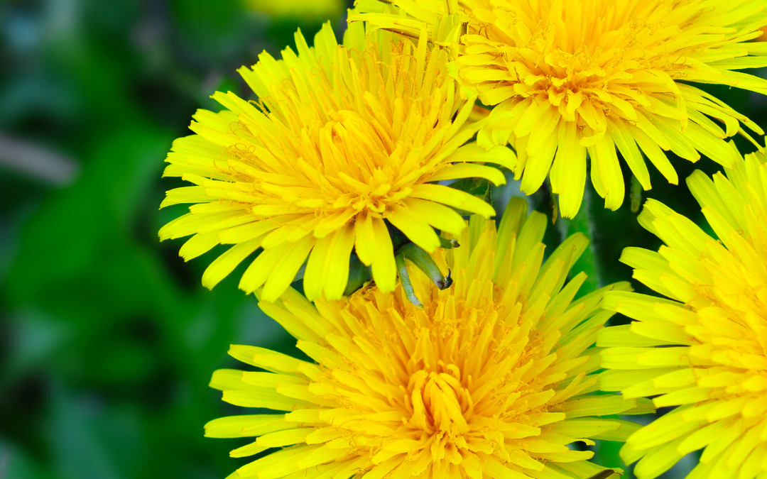 Backyard Apothecary: Dandelion