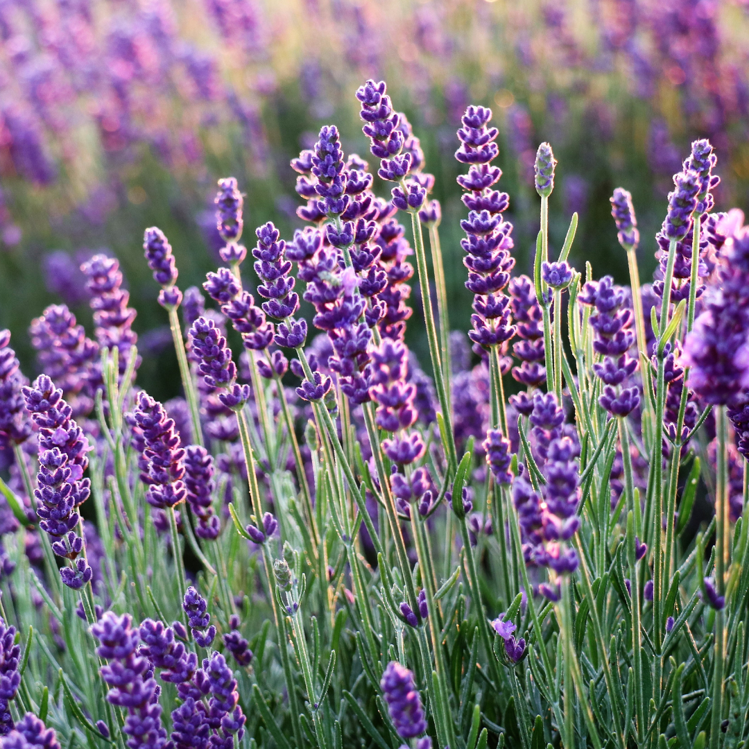 backyard apothecary lavender