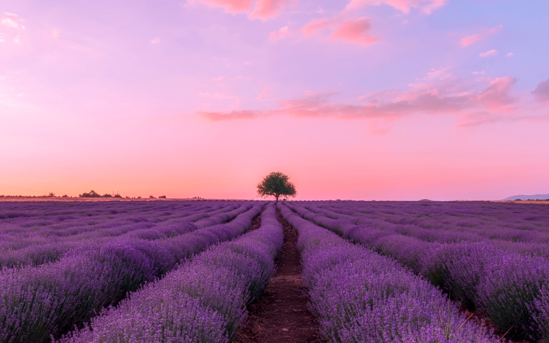 Backyard Apothecary: Lavender