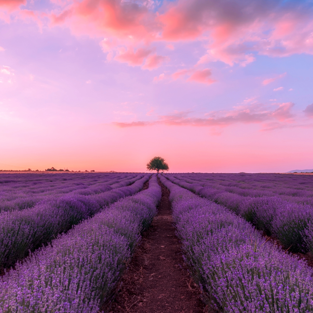 backyard apothecary lavender