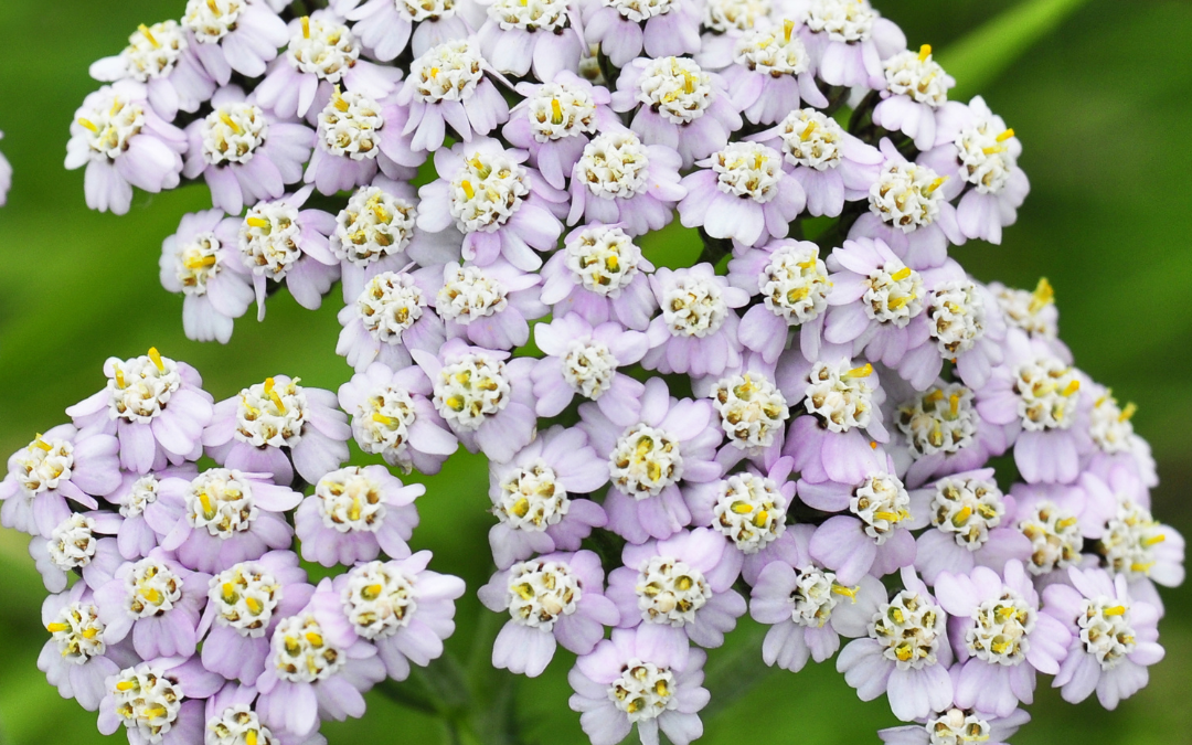 Backyard Apothecary: Yarrow