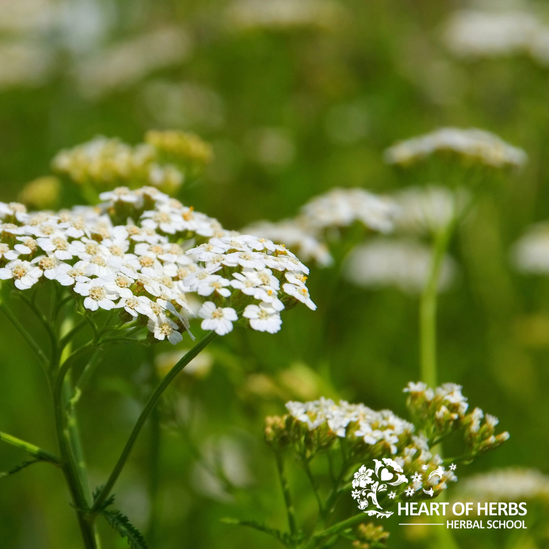 yarrow backyard apothecary