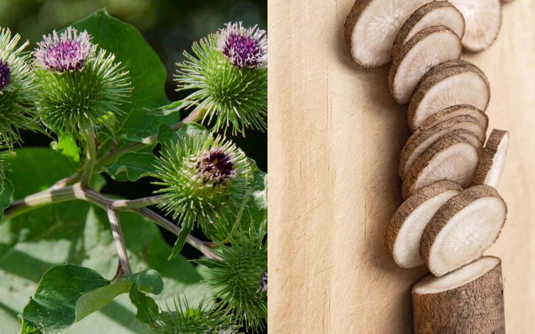 Backyard Apothecary: Burdock