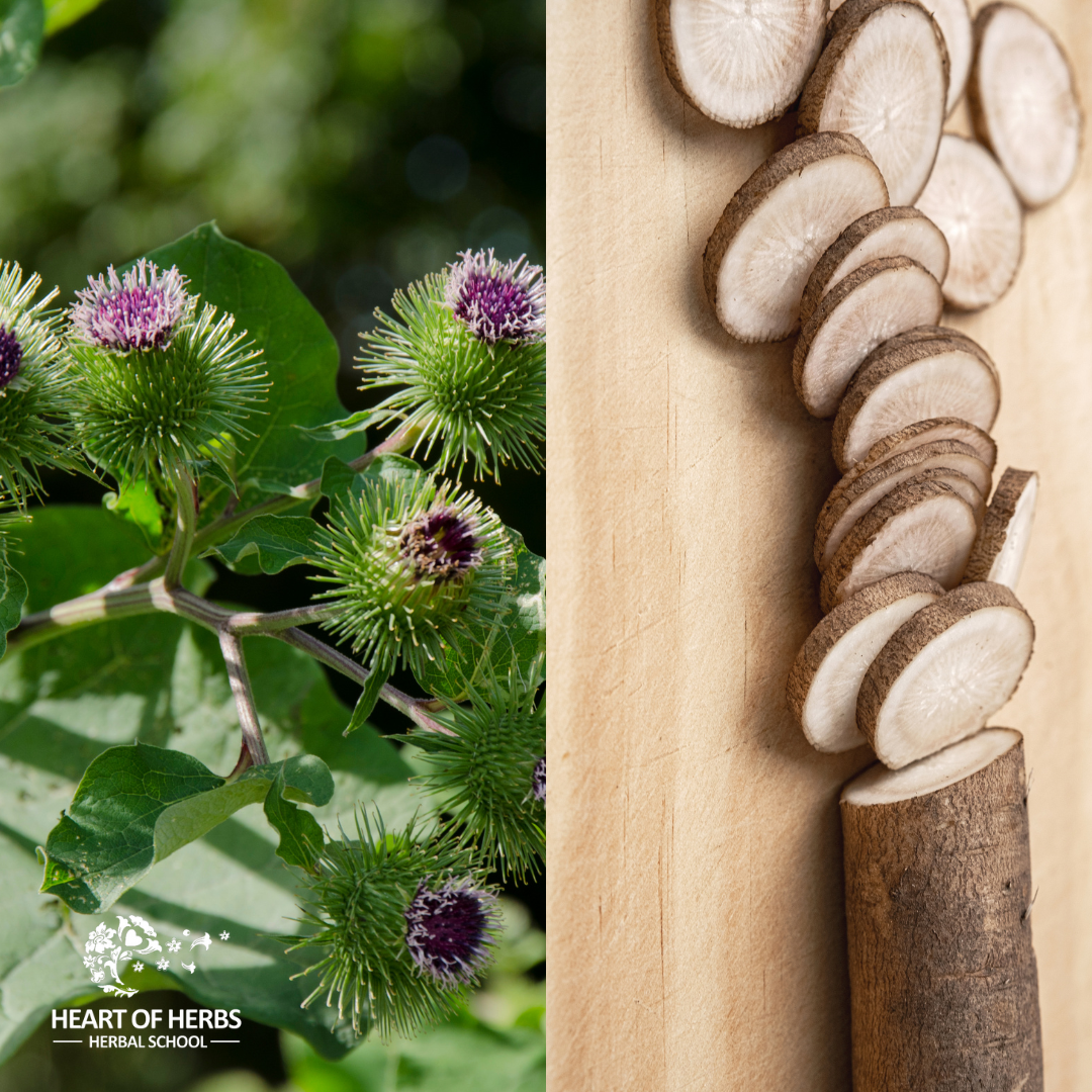 Burdock Backyard Apothecary