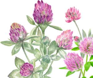 red clover