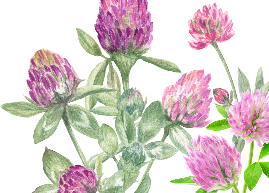 Backyard Apothecary: Red Clover