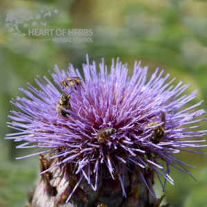 Aperient Herbs artichoke