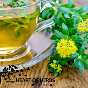 Herbs for Adrenal Fatigue