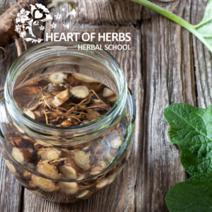 Aperient Herbs burdock