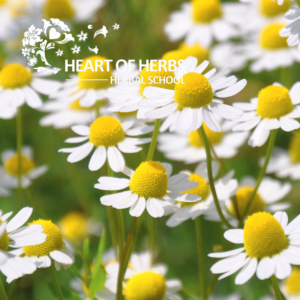 carminative herbs chamomile